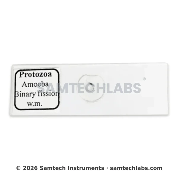 Amoeba Binary Fission Slide Manufacturer & Supplier in Ambala, India