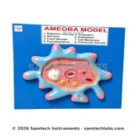 Amoeba Model Manufacturer & Supplier in Ambala, India
