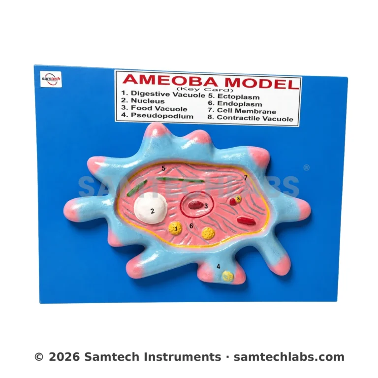 Amoeba Model Manufacturer & Supplier in Ambala, India