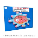 Amoeba Model Manufacturer & Supplier in Ambala, India