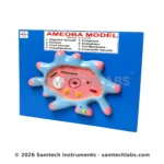 Amoeba Model Manufacturer & Supplier in Ambala, India