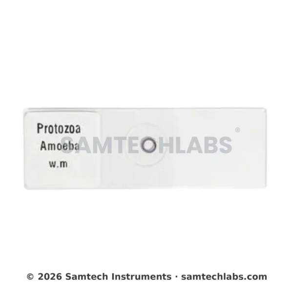 Amoeba Slide