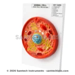 Animal Cell Model Manufacturer & Supplier in Ambala, India