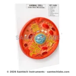 Animal Cell Model Manufacturer & Supplier in Ambala, India