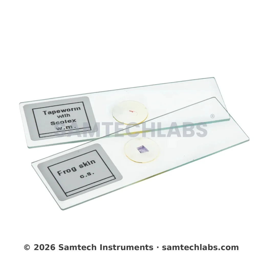 Animal Tissue Slide Manufacturer & Supplier in Ambala, India