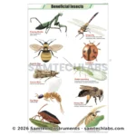 Beneficial Insects Chart with names showing useful insects for biology classrooms and zoology laboratories