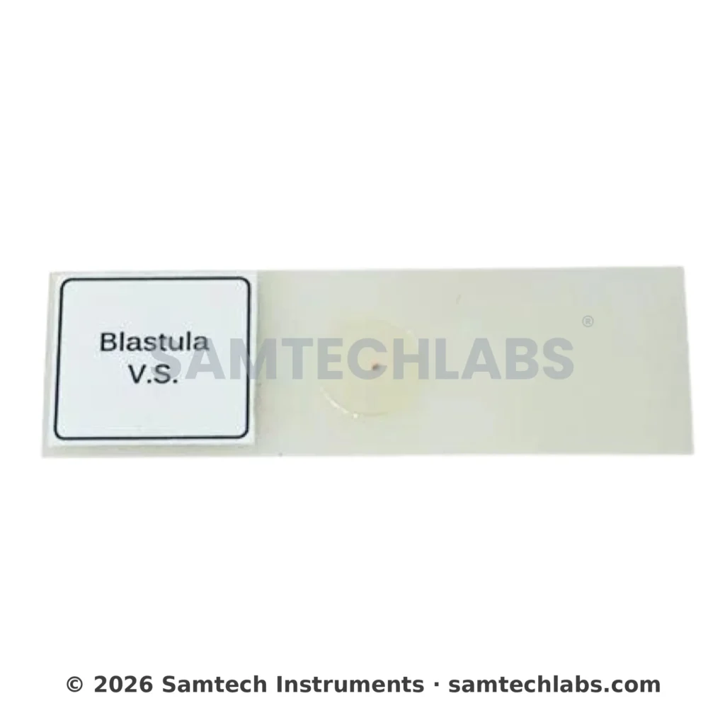 Blastula Slide Manufacturer & Supplier in Ambala, India