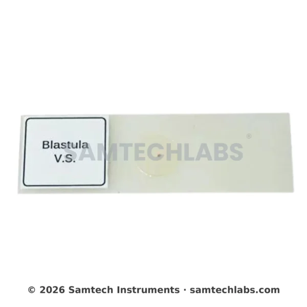 Blastula Slide Manufacturer & Supplier in Ambala, India