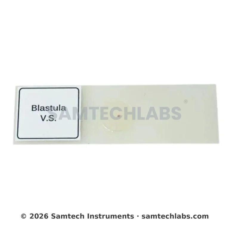 Blastula Slide Manufacturer & Supplier in Ambala, India