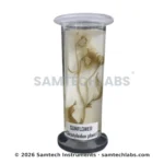 Botany Specimens (Common) Manufacturer & Supplier in Ambala, India