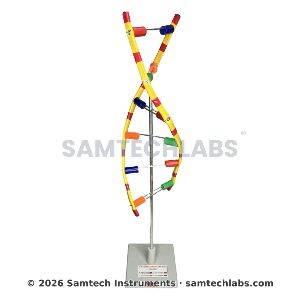 DNA Model Manufacturer & Supplier in Ambala, India