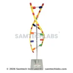 DNA Model Manufacturer & Supplier in Ambala, India