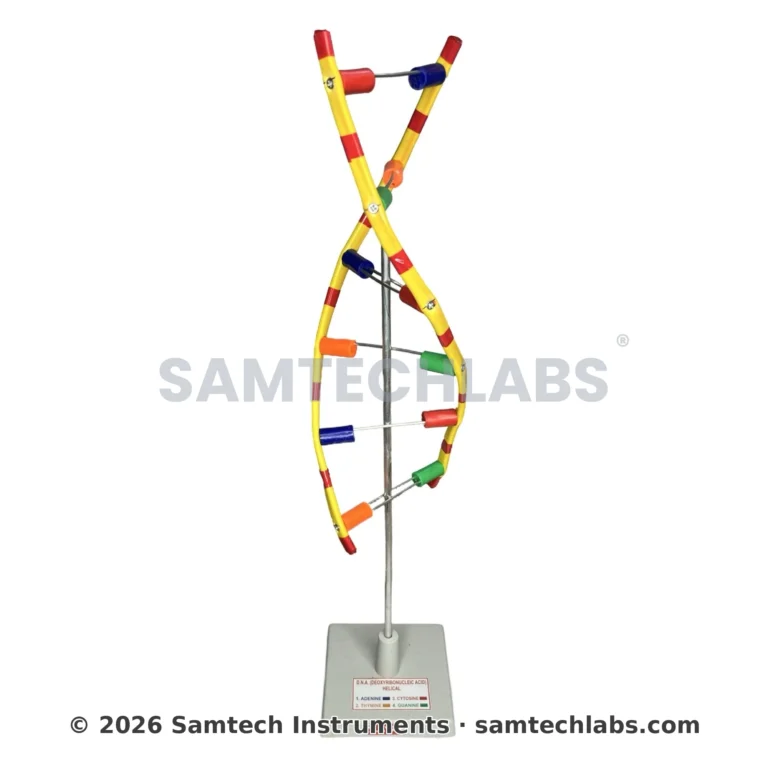 DNA Model Manufacturer & Supplier in Ambala, India