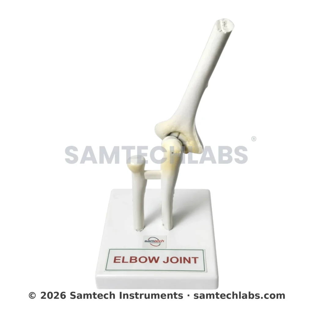 Elbow Joint Model Manufacturer & Supplier in Ambala, India