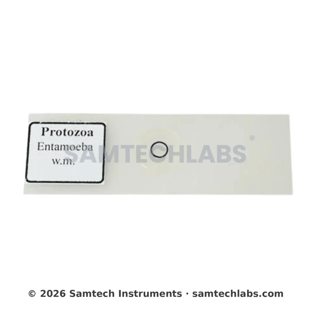 Entamoeba Slide Manufacturer & Supplier in Ambala, India