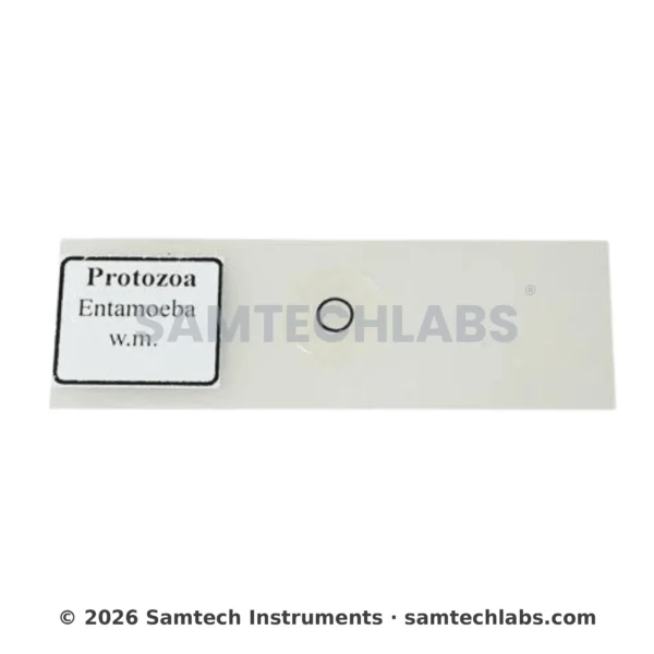 Entamoeba Slide Manufacturer & Supplier in Ambala, India
