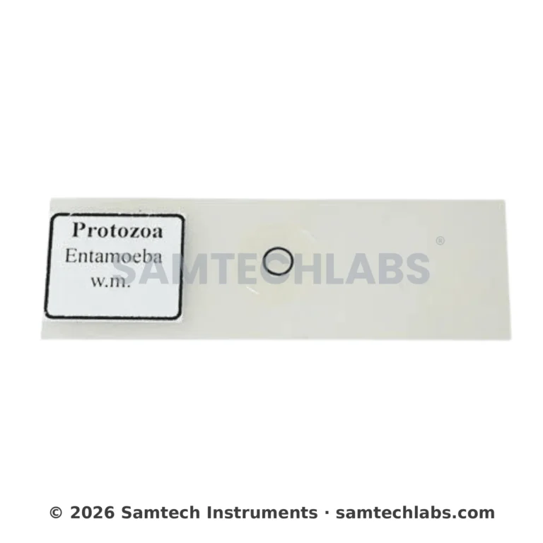Entamoeba Slide Manufacturer & Supplier in Ambala, India