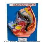 Female Reproductive Model Manufacturer & Supplier in Ambala, India
