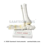 Foot Joint Model Manufacturer & Supplier in Ambala, India