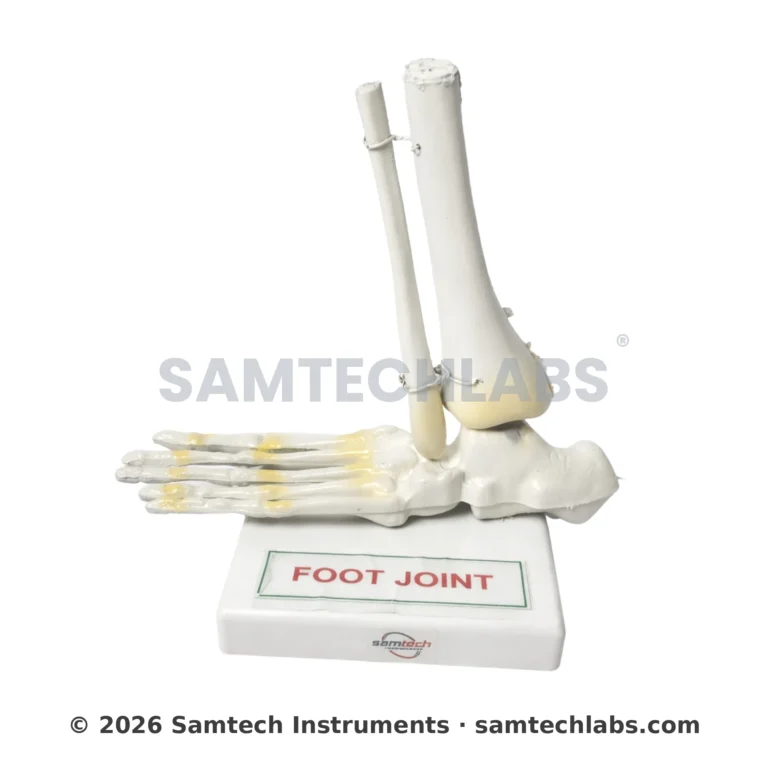 Foot Joint Model Manufacturer & Supplier in Ambala, India