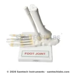 Foot Joint Model Manufacturer & Supplier in Ambala, India