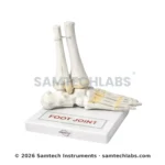 Foot Joint Model Manufacturer & Supplier in Ambala, India
