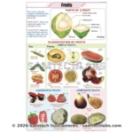 Fruits and Their Classification Chart