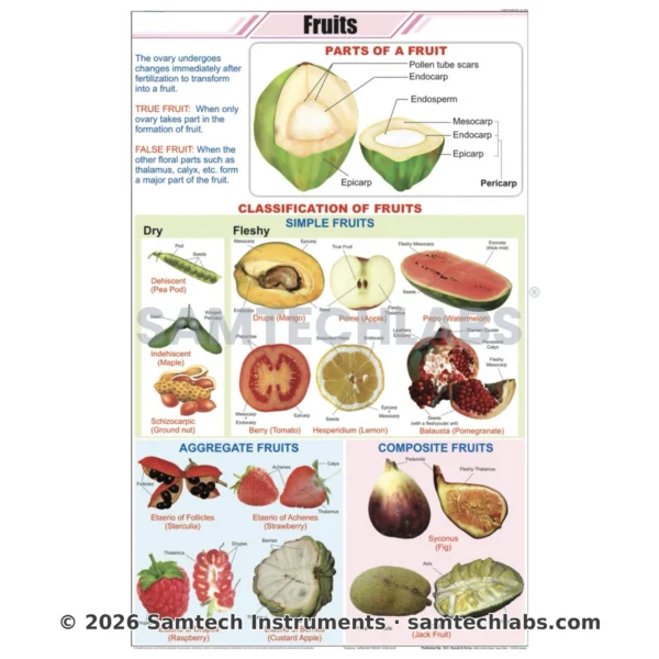 Classification of fruits chart showing fruit categories and types for botany learning