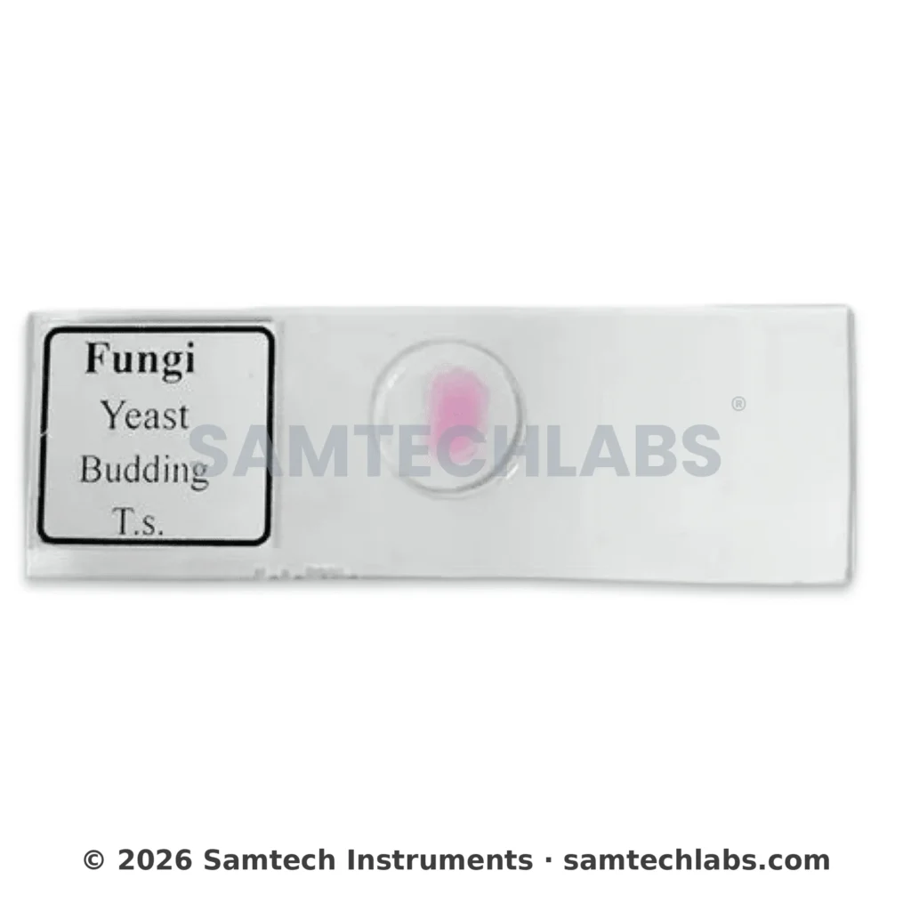 Fungi Yeast Budding Slide Manufacturer & Supplier in Ambala, India