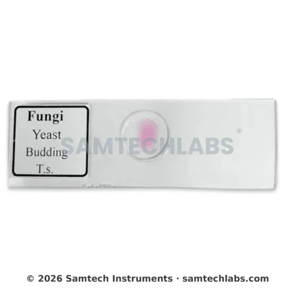 Fungi Yeast Budding Slide Manufacturer & Supplier in Ambala, India