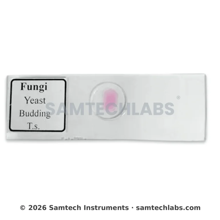 Fungi Yeast Budding Slide Manufacturer & Supplier in Ambala, India