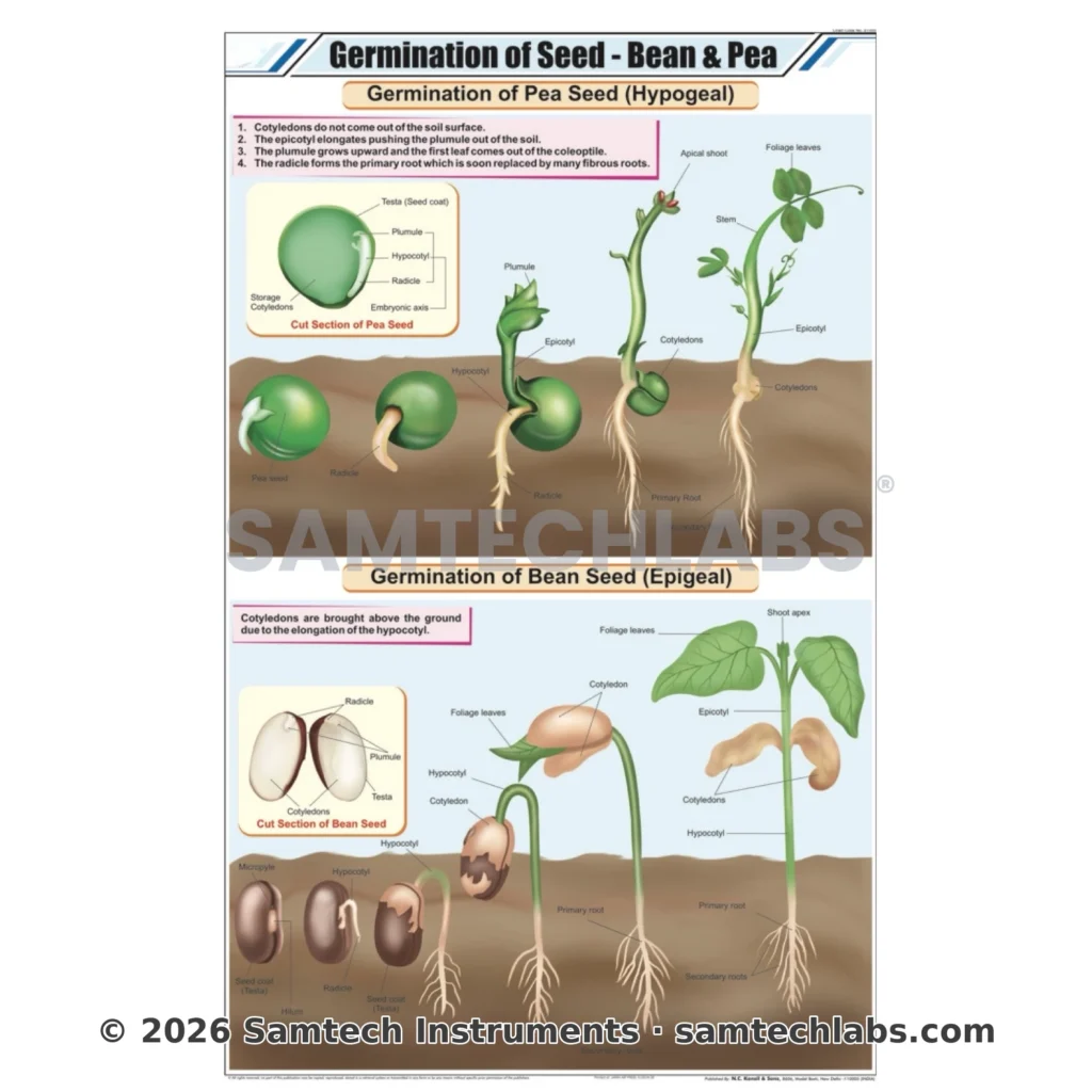 Germination of Seed Chart Manufacturer & Supplier in Ambala, India