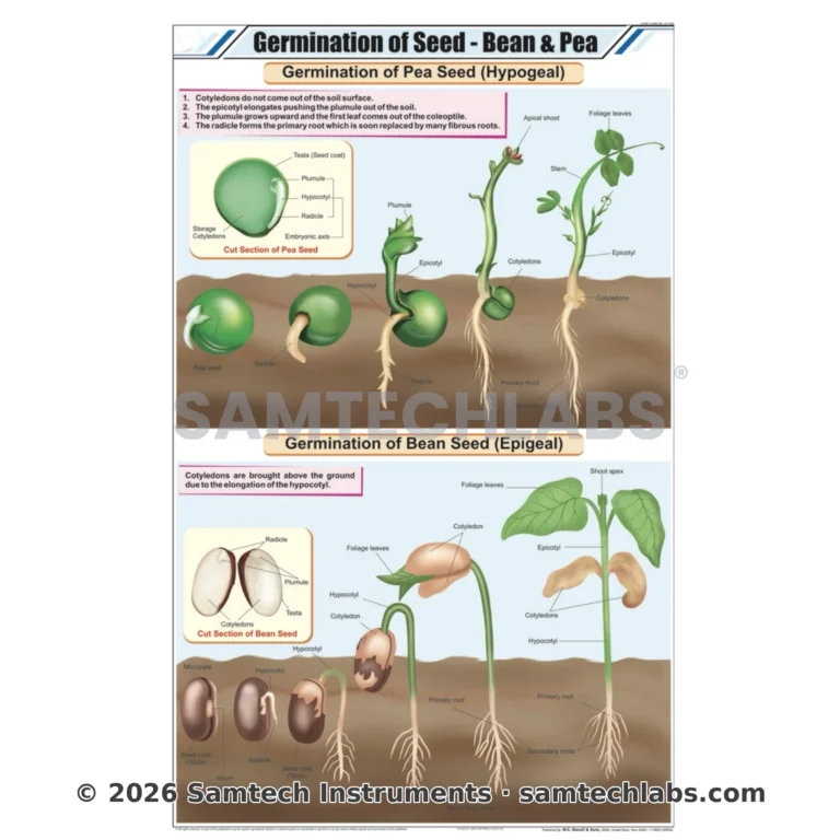 Germination of Seed Chart Manufacturer & Supplier in Ambala, India