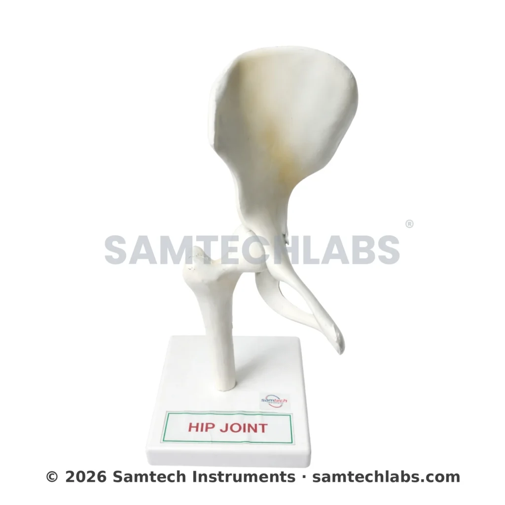 Hip Joint Model Manufacturer & Supplier in Ambala, India