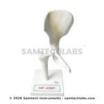Hip Joint Model Manufacturer & Supplier in Ambala, India