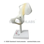 Hip Joint Model Manufacturer & Supplier in Ambala, India