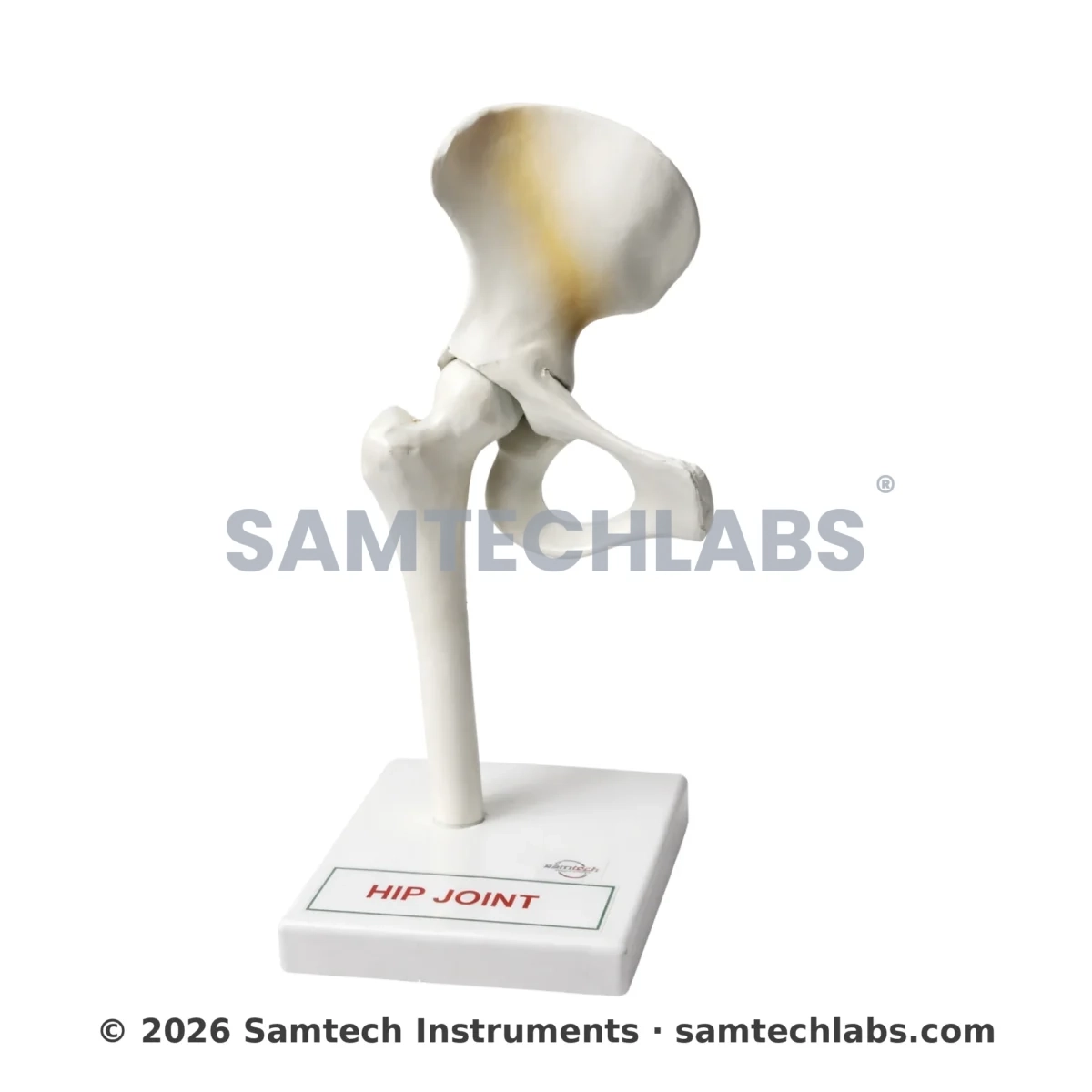 Hip Joint Model At ₹350 | Manufacturers In Ambala