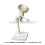 Hip Joint Model Manufacturer & Supplier in Ambala, India