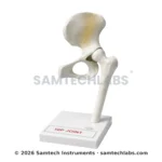 Hip Joint Model Manufacturer & Supplier in Ambala, India