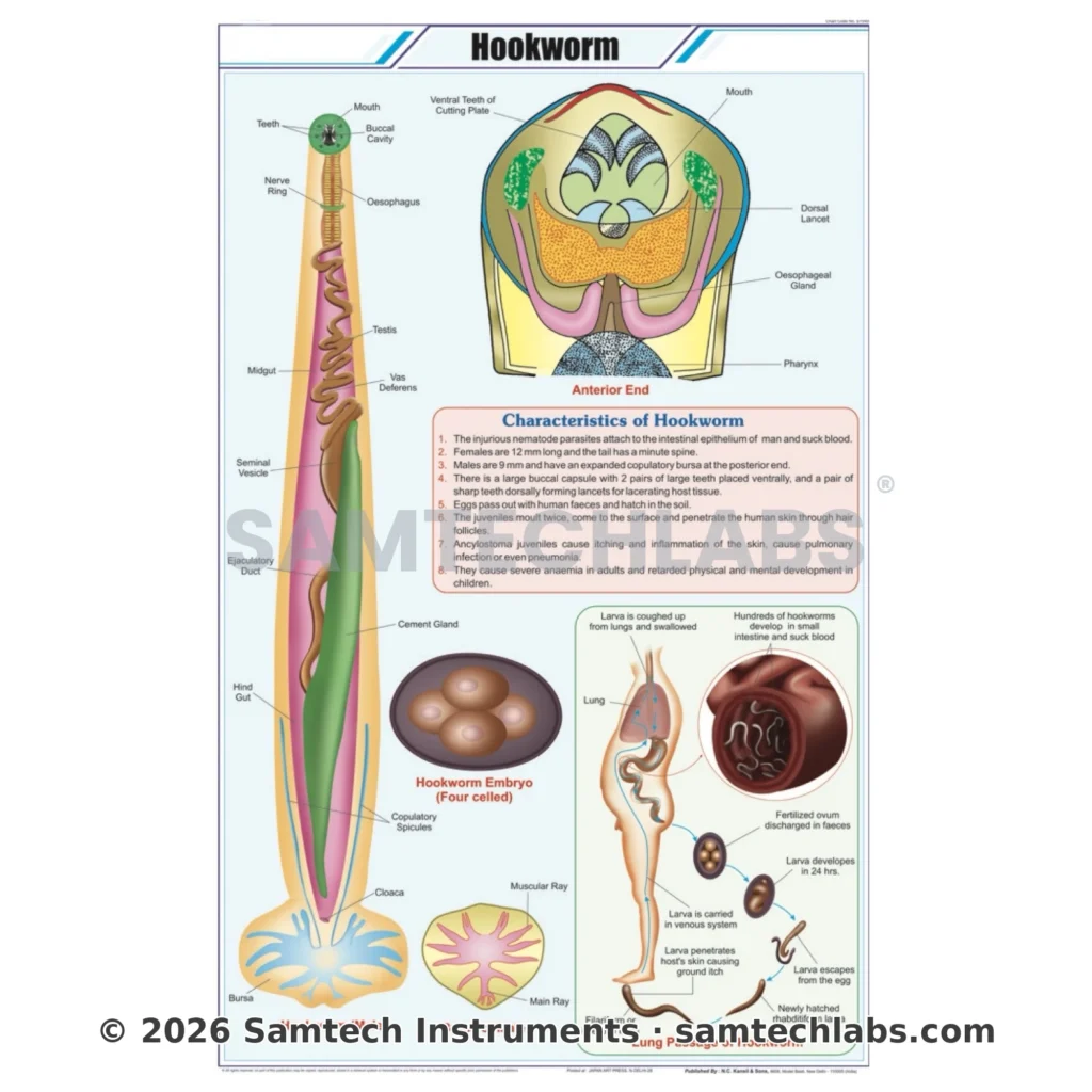 Hookworm Chart Manufacturer & Supplier in Ambala, India