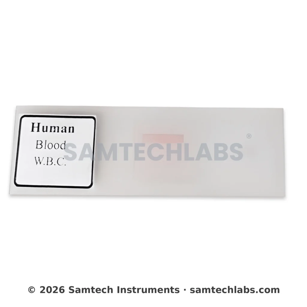 Human Blood W.B.C Slide Manufacturer & Supplier in Ambala, India