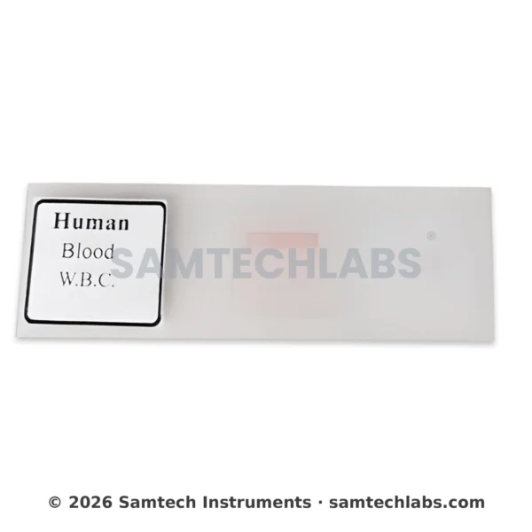 Human Blood W.B.C Slide Manufacturer & Supplier in Ambala, India