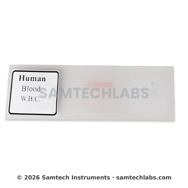 Human Blood W.B.C Slide Manufacturer & Supplier in Ambala, India