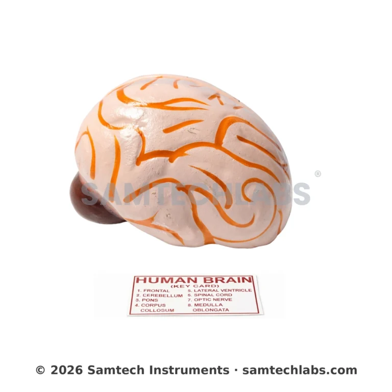 Human Brain Model Manufacturer & Supplier in Ambala, India