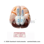 Human Brain Model Manufacturer & Supplier in Ambala, India