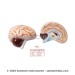 Human Brain Model Manufacturer & Supplier in Ambala, India