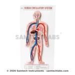 Human Circulatory System Model Manufacturer & Supplier in Ambala, India