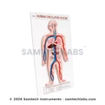 Human Circulatory System Model Manufacturer & Supplier in Ambala, India