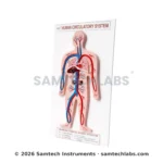 Human Circulatory System Model Manufacturer & Supplier in Ambala, India