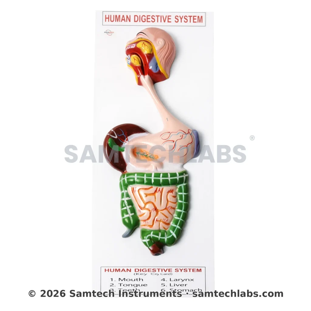 Human Digestive System Model Manufacturer & Supplier in Ambala, India